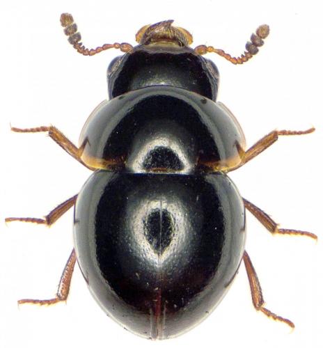 Agathidium rotundatum